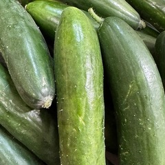 太いきゅうり一カゴの画像
