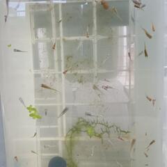 ⚾️🐟ミックスめだか稚魚〜若魚100匹+α🐟⚾️の画像
