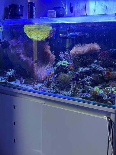 今月中限定値下げ  90cm 海水 水槽  セット