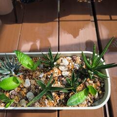 観葉植物の画像