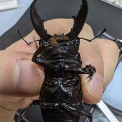サキシマヒラタクワガタ(西表島西表産)の画像