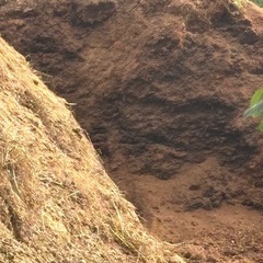 堆肥(馬糞)の画像