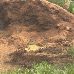 堆肥(馬糞)の画像