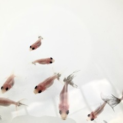 関東東錦③の画像