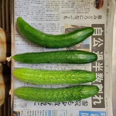 多種キュウリ790gの画像