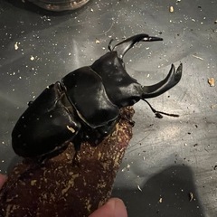 川西血統オオクワガタ　メスの画像