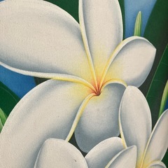 プルメリアの大きな絵の画像