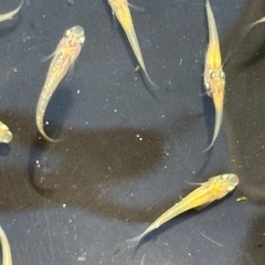 終了品種　最終　レクリスメダカ　めだか　稚魚(１センチ〜) ８匹５００円 の画像