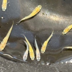 終了品種　最終　レクリスメダカ　めだか　稚魚(１センチ〜) ８匹５００円 の画像