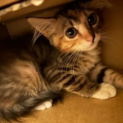 募集停止😎手強い縞三毛、2ヶ月くらいの子猫ちゃん