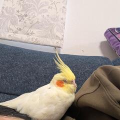 【迷子の鳥】2025/7/18 逃がした黄色いオカメインコを探し...