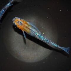 【格安販売】蒼煌（ラメメダカ）の稚魚7匹の画像