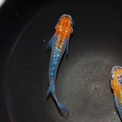 【格安販売】蒼煌（ラメメダカ）の稚魚7匹の画像