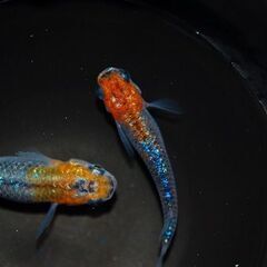 【格安販売】蒼煌（ラメメダカ）の稚魚7匹の画像