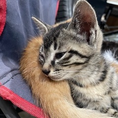 キジちゃん里親さん募集