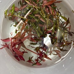 水草6種類くらい大量ですの画像