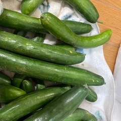 朝採り　新鮮なきゅうり　たくさんの画像
