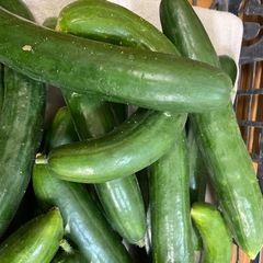 朝採り　太め　新鮮なきゅうり　の画像