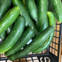 朝採り　太め　新鮮なきゅうり　の画像
