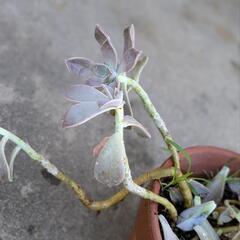 今日来てくださる方に。無料です 多肉植物  鉢はつきません。の画像
