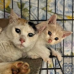 ずっとのお家探してます！チロちゃん親子