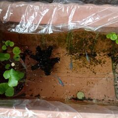 メダカ（深海）10匹の画像