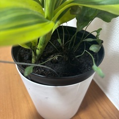 観葉植物の画像
