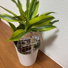 観葉植物の画像