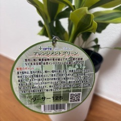 観葉植物の画像