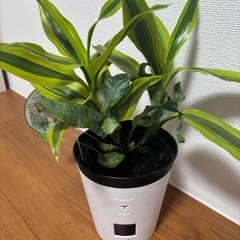 観葉植物の画像