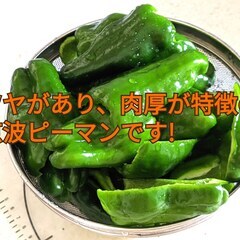 7/28受渡限定【清流の郷久万高原産】一度食べたらやみつき間違いなし！　京並ピーマン　箱込み3ｋｇ強の画像