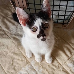 変わった柄の可愛い子猫ちゃんの里親募集