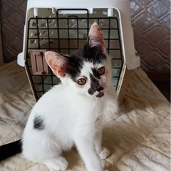 変わった柄の可愛い子猫ちゃんの里親募集 - 前橋市