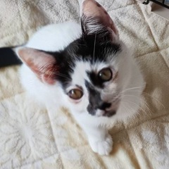 変わった柄の可愛い子猫ちゃんの里親募集 - 猫