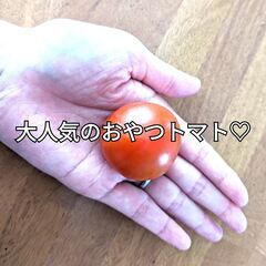 7/28受渡限定【久万高原産】レッドオーレ　中玉トマト　約2kgの画像