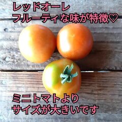 7/28受渡限定【久万高原産】レッドオーレ　中玉トマト　約2kgの画像
