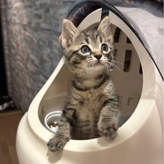 ぴょんぴょん子猫の幸せ探し🐈✨