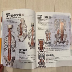 骨盤ナビの画像
