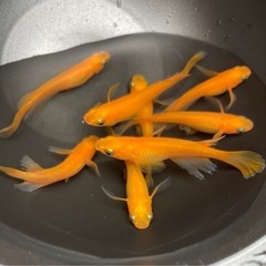 紅帝ヒレ長メダカ　成魚4匹の画像