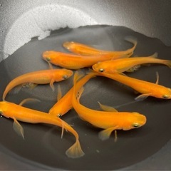 紅帝ヒレ長メダカ　成魚4匹の画像