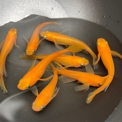紅帝ヒレ長メダカ　成魚4匹の画像