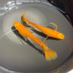 紅帝ヒレ長メダカ　成魚4匹の画像
