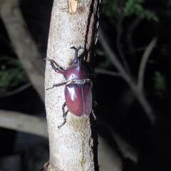 かぶとむし　ペアの画像