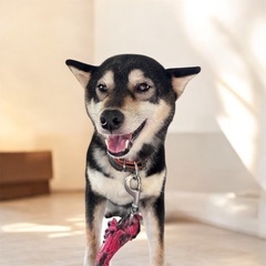 ❤️約3歳の柴犬里親緊急募集❤️