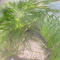 ミナミヌマエビ　10匹の画像