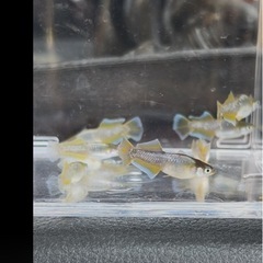 メダカの画像