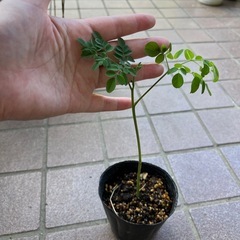 モリンガ 苗 発根すみ スーパーフードの画像