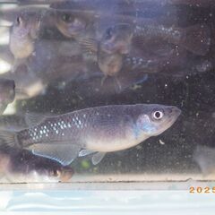 ブラックタイド2の若魚（2ペア）の画像