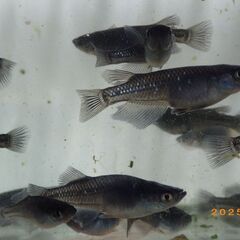 ブラックタイド2の若魚（2ペア）の画像