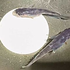 ブラックタイド2の若魚（2ペア）の画像